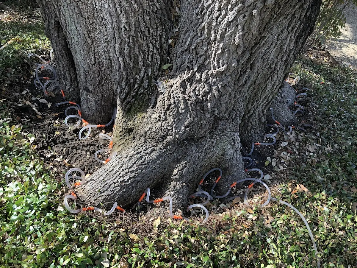 Detailed Tree Cabling and Bracing job site in Elroy