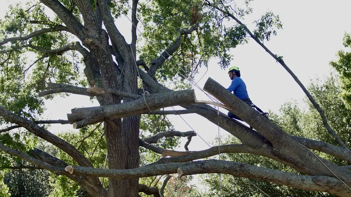Professional Hazardous Tree Removal performed by certified arborists in Elroy